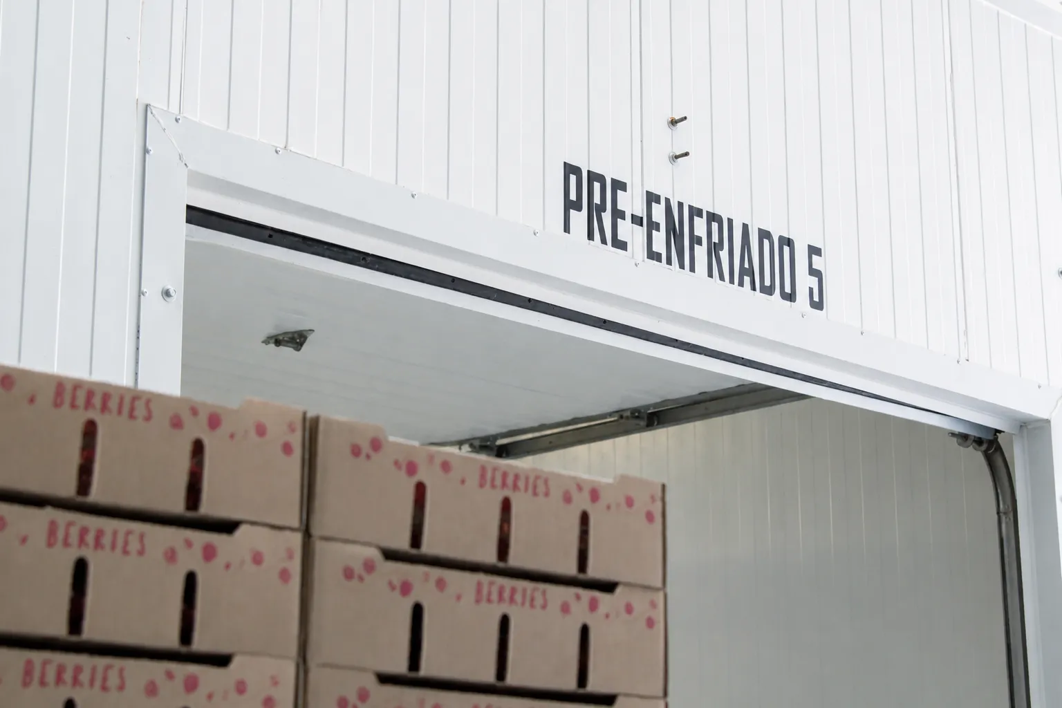 Cajas de berries apiladas frente al túnel de preenfrío 5 en la planta de Bonum.